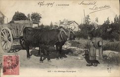 CPA Attelage Auvergnat Auvergne Boeufs