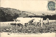 CPA Attelage Les travaux des champs A la charrue Boeufs