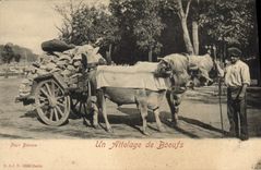 CPA Attelage de boeufs 
