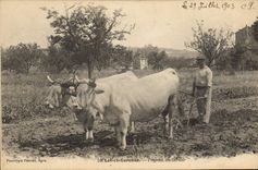 CPA Attelage Lot et Garonne Paysan du labour