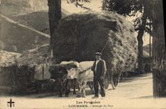 CPA Attelage du pays Lourdes Boeufs