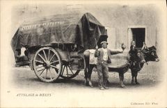 CPA Attelage de boeufs 