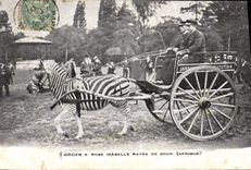 VINTAGE POSTCARD Attelage Streaks has Rose Isabelle rayee brown Africa