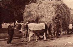 CPA Attelage paysan Boeufs