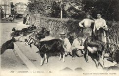 VINTAGE POSTCARD Goat Doors goats TOP