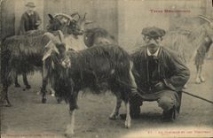 VINTAGE POSTCARD Goat southernmost Standards the chevrier and his herd TOP