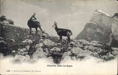 CPA Chamois dans les Alpes