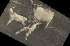 CARTE PHOTO Chevre 