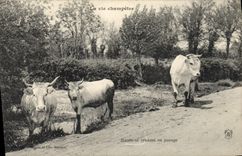 VINTAGE POSTCARD Folklore pastoral life Oxen going to weighing