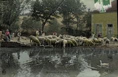 CPA Folklore Moutons a la mare 