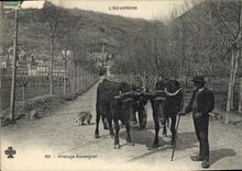 CPA Attelage Auvergnat Boeufs