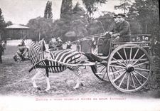 VINTAGE POSTCARD Attelage Streaks has Robe Isabelle rayee brown Africa Zoological gardens Paris