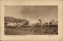 VINTAGE POSTCARD Coach Nevers-native Tilling Oxen