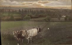 CPA Attelage Boeufs 
