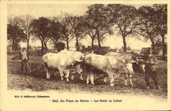 VINTAGE POSTCARD Coach With the country of Berry oxen to the ploughing