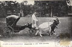 VINTAGE POSTCARD Attelage Goats has Swiss court black Zoological gardens Paris