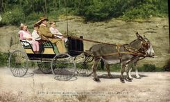 VINTAGE POSTCARD Coach Ass Mule Algeria New York Zoological Park