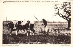 VINTAGE POSTCARD Coach Oxen Cistercian abbey of ND of Dombes Marlieux Brother Trappist with the ploughing