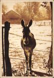 CPA Ane Mule Anon 