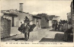 CPA Ane Mule Ile de Re Saint Martin Retour des champs un ane en culotte 