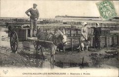 VINTAGE POSTCARD Ass Chatelaillon Mule Boncholeurs Tanks mussels Ostreiculture