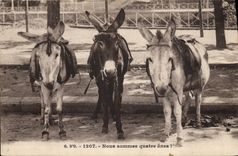 VINTAGE POSTCARD Ass Mule Quatres Asses