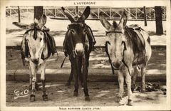 VINTAGE POSTCARD Ass Auvergne Mule Four asses