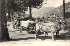 CPA Attelage Lourdes Un attelage paysan Boaufs 