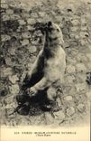 CPA Ours Paris Museum d'histoire naturelle L'ours blanc