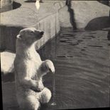CPA Ours Parx zoologique du Bois de Vincennes Paris 