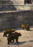CPA Ours Berne La fosse aux ours 