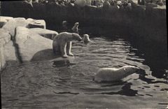 CPA Ours blanc Parc zoologique Bois de Vincennes Paris 