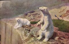 CPA Ours blanc 