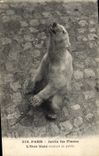 CPA Ours Paris Jardin des plantes L'ours blanc souriant au public 