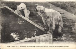 CPA Ours Paris Museum d'histoire naturelle Ours blancs Europe centrale