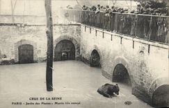 CPA Ours Paris Crue de la Seine Martin tres ennuye