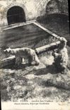 CPA Ours Paris Jardin des Plantes Ours blancs Europe centrale