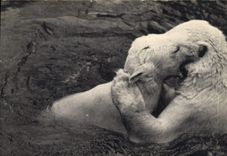 CPA Ours blancs Parc zoologique Bois de Vincennes Paris 