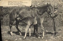 CPA Folklore Le jeune poulain Cheval 