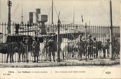 VINTAGE POSTCARD Ass Mule Indians and their mules
