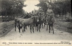 CPA Ane Mule Sous officier et ses mulets Militaria