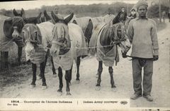 CPA Ane Mule Convoyeur de l'armee indienne Militaria