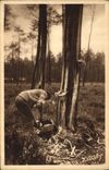 CPA Folklore Paysages landais Recolte de la gemme 
