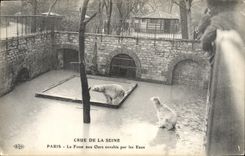 CPA Ours Paris Crue de la Seine La fosse aux ours envahie par les eaux