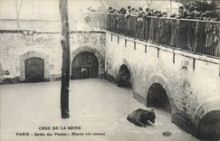 CPA Ours Paris Crue de la Seine Jardin des plantes Martin tres ennuye 
