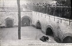 CPA Ours Inondations de Paris Janvier 1910 Au jardin des plantes Bain force 