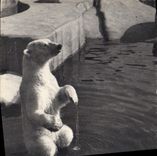 CPA Ours Paris Museum d'Histoire Naturelle Parc zoologique du Bois de Vincennes Un ours blanc 