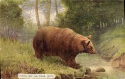 CPA Ours brun