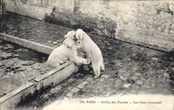 CPA Ours Paris Jardin des plantes Les ours s'amusent 