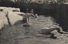 CPA Ours Paris Museum d'Histoire Naturelle Parc zoologique du Bois de Vincennes Le bassin des ours blancs 